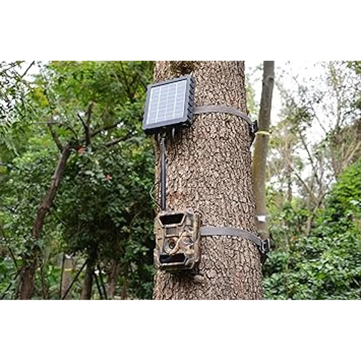 de 6 V macho a macho enchufe de 0.217 x 0.083 in_5