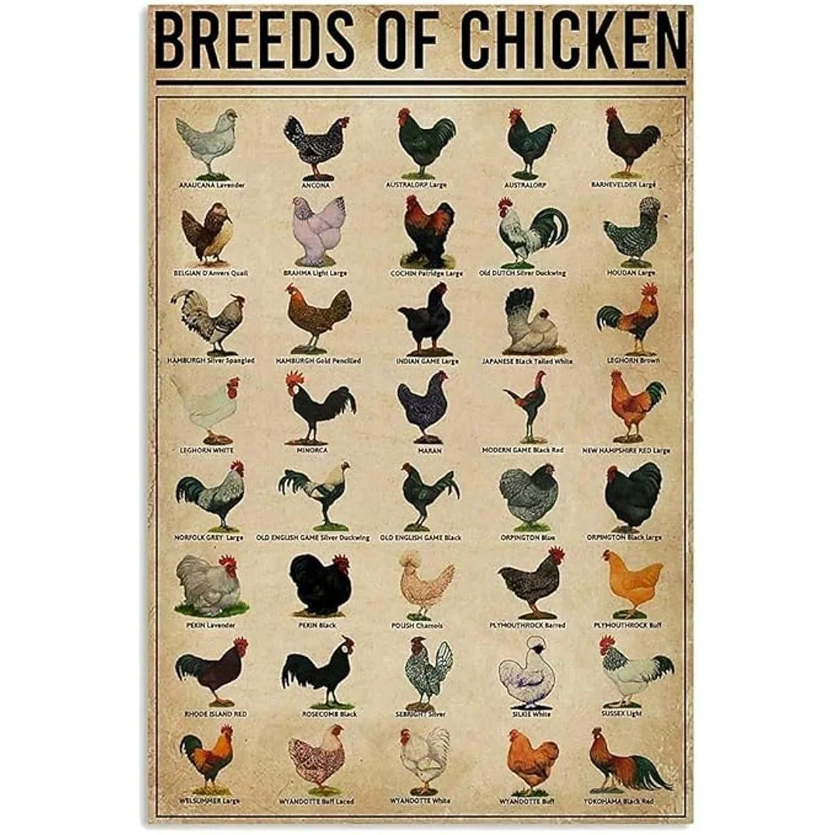 Póster de razas de pollos vintage de metal de lata_1