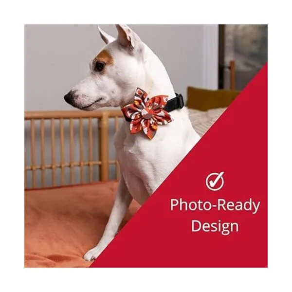 Huxley Kent Pet Pinwheel Pupkin Spice Latte Pet_4