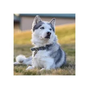 JIPIMON Clip de collar de metal con doble extremo para_5