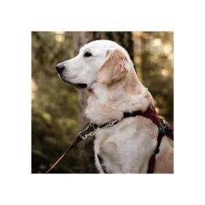 JIPIMON Clip de collar de metal con doble extremo para_6