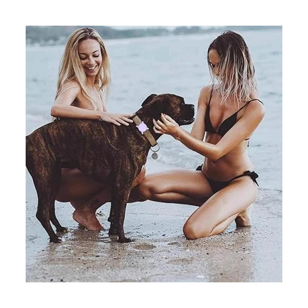 Soporte para collar de perro AirTag paquete de 2 para_6