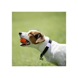 Soporte para collar de perro AirTag paquete de 2 para_5