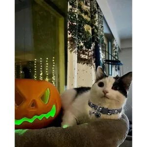 BoomBone Juego de 2 collares de gato de Halloween collar_4