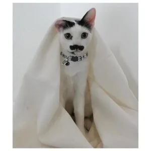 BoomBone Juego de 2 collares de gato de Halloween collar_2