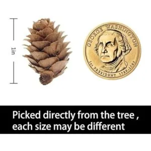 Deloky 150 mini conos de pino naturales de Navidad 0.8 in_3