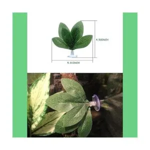 Plantas de reptiles hojas plantas de terrario hábitat_6