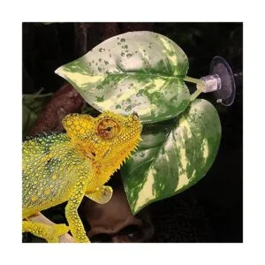 Plantas de reptiles hojas plantas de terrario hábitat_7