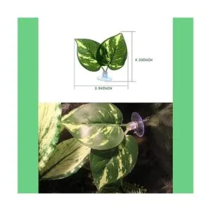 Plantas de reptiles hojas plantas de terrario hábitat_5