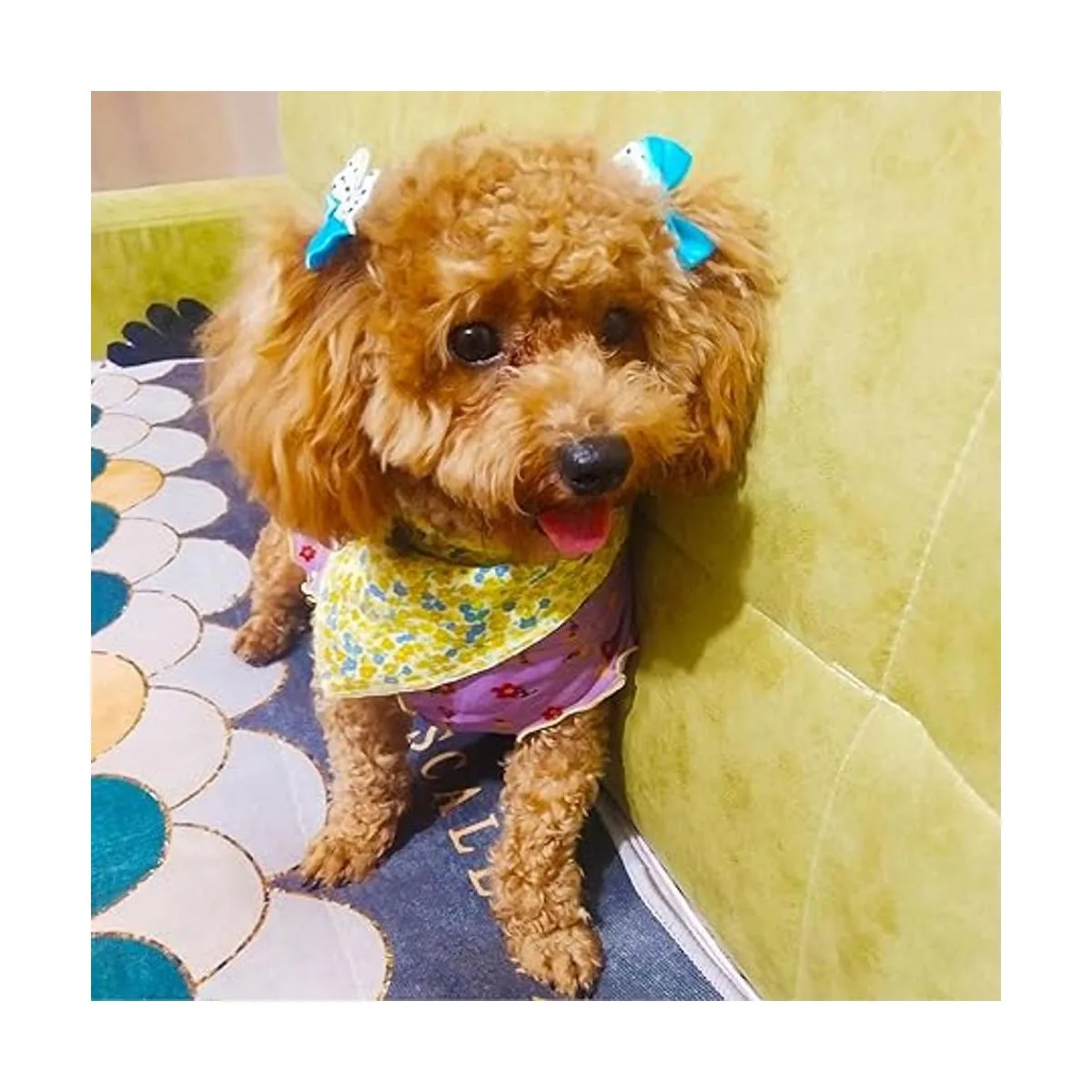 DORUI Arcos para perro 70 piezas35 pares de lazos para_6