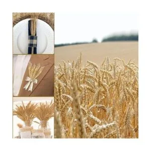 Uieke Tallos de trigo secos de 17.7 pulgadas 100 tallos_2