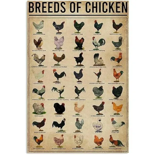 Póster de razas de pollos para pared decoración del_1