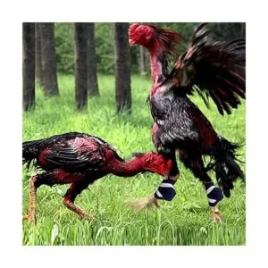 ArlinaL Gamefowl Suministros de gallina suministros para_2