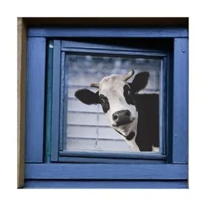 Bonito adhesivo para ventana de vaca ventana de_3