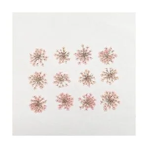 100 unidades Ammi Majus flor seca prensada natural para_2