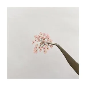 100 unidades Ammi Majus flor seca prensada natural para_3