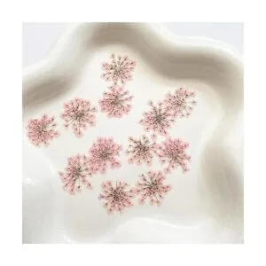 100 unidades Ammi Majus flor seca prensada natural para_4