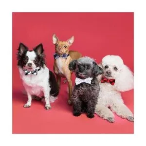 Corbata de moño para perro corbatas para perros corbatas_5