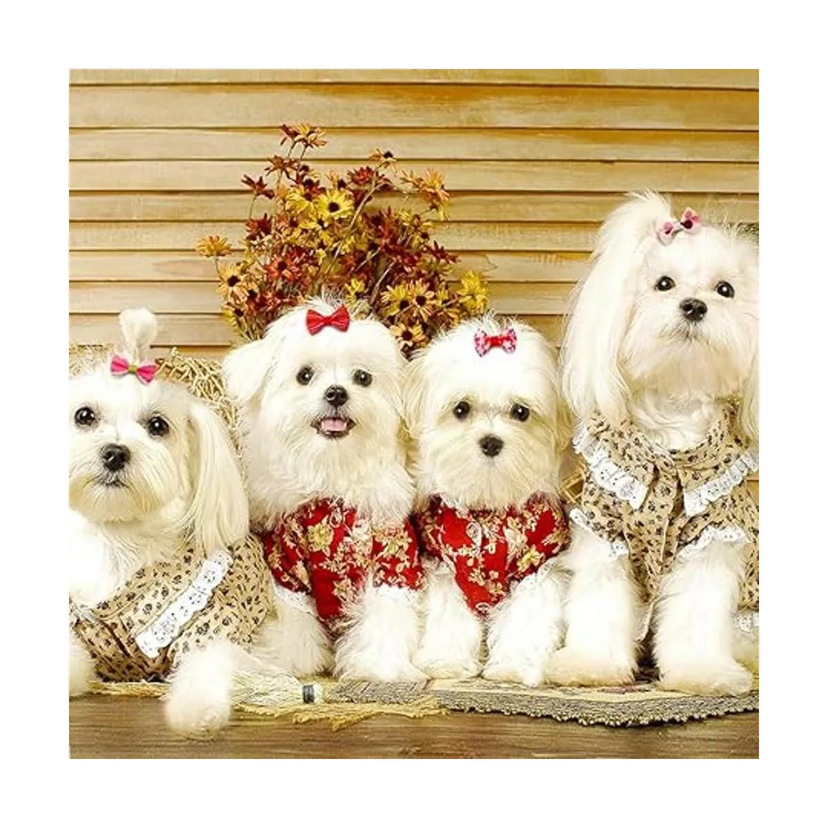 Mruq pet 100 unidades50 pares de lazos para el pelo de_2