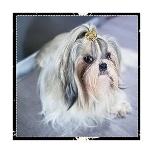 JpGdn 30 unidades15 pares de lazos para el pelo de perro_7
