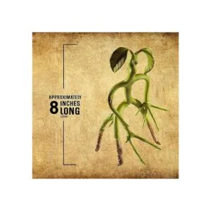 The Noble Collection Bowtruckle Pickett flexible_4