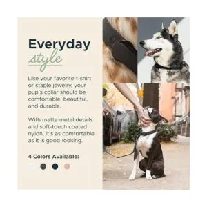 Diggs Collar de hebilla ajustable para perros cómodo_2