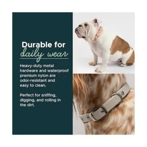 Diggs Collar de hebilla ajustable para perros cómodo_4