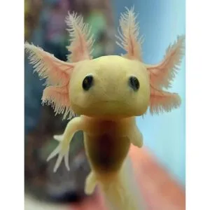 LIANPO Pintura de diamantes de imitación bonitos kits de_1