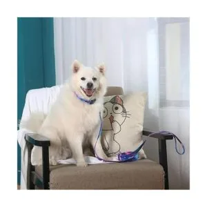 Impoosy Juego de 2 collares de perro y correa de galaxia_7