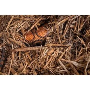 Galápagos 05054 Ropa de cama de ciprés con mantillo de_3