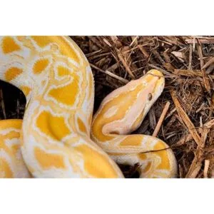 Galápagos 05054 Ropa de cama de ciprés con mantillo de_4