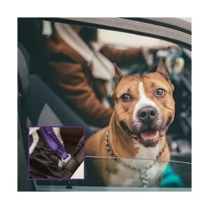 BUMBIN Correa para perros grandes de 6 pies correa_5