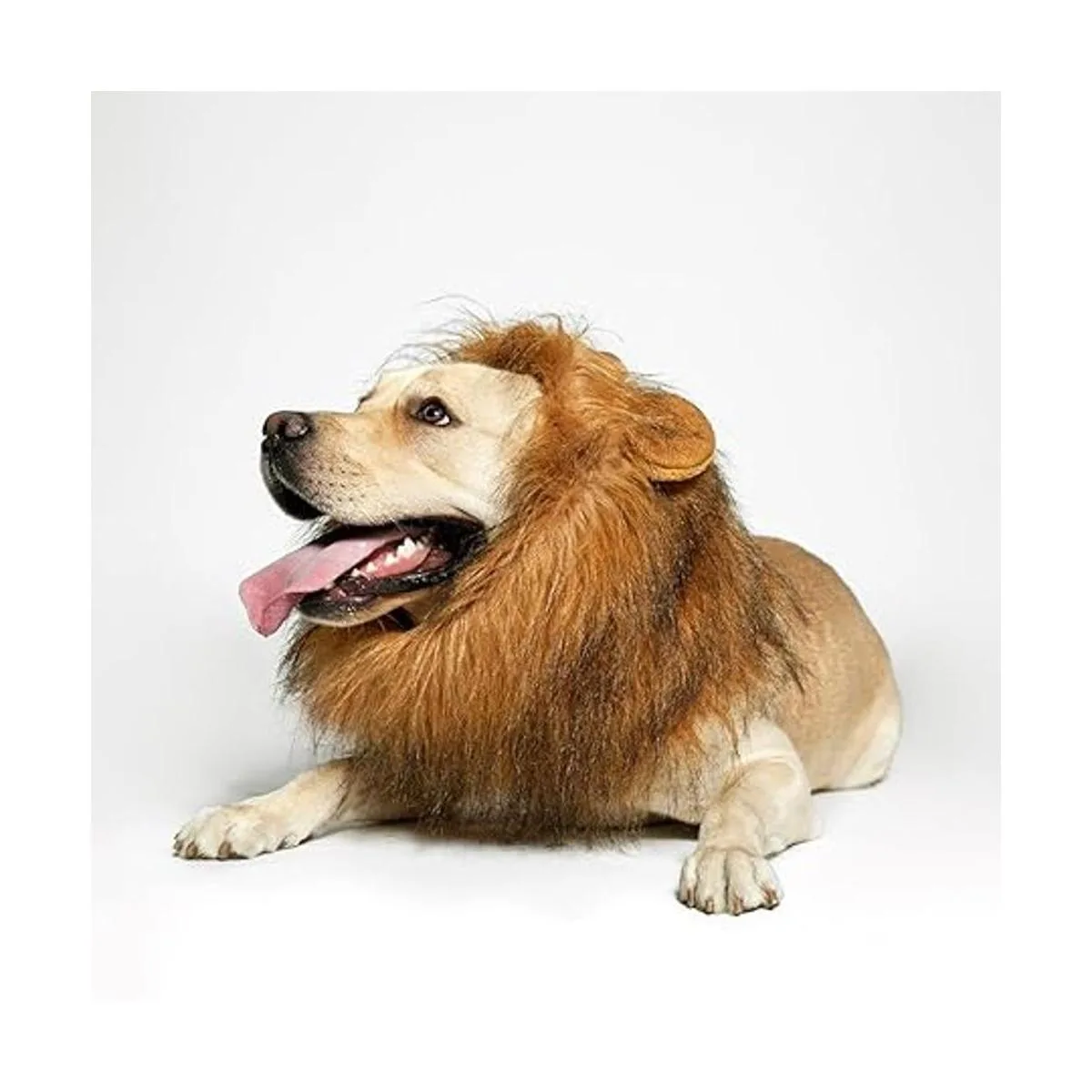 TOMSENN Melena de león para perro melena de león realista_6