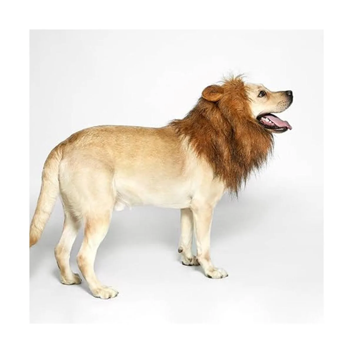 TOMSENN Melena de león para perro melena de león realista_4