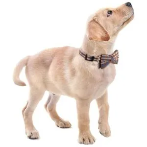 Faleela Collar de perro suave y cómodo con corbatín_5