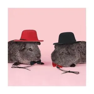 4 juegos de 8 piezas de ropa de conejillo de indias_5