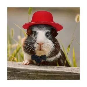 4 juegos de 8 piezas de ropa de conejillo de indias_3