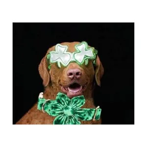 Lionheart Glory Collar de perro del día de San Patricio_5
