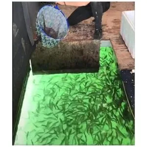 Lightingsky 12 V 10.8 W 180 LED 1080 lúmenes LED luz de_4