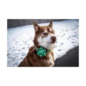 Lionheart Glory Collar de perro del día de San Patricio_6