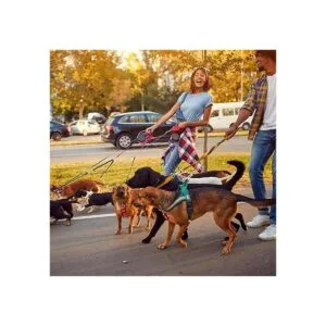 8 piezas de clip para collar de perro clip de seguridad_6