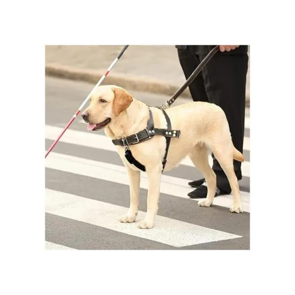 8 piezas de clip para collar de perro clip de seguridad_5