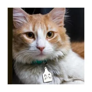 Etiquetas de metal de vaca en blanco con estampado de_6