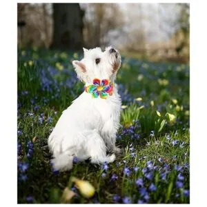 DOGWONG Collar de perro de algodón arcoíris con flor_5