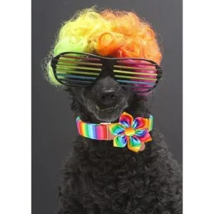 DOGWONG Collar de perro de algodón arcoíris con flor_4