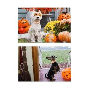 UP URARA PUP Collar de perro de Halloween con corbatín_4