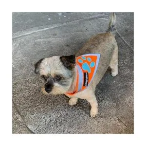 SafetyPUP XD Bandana reflectante. Collar de bandana para_3