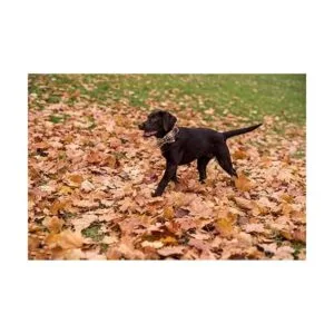 Lionet Paws Collar de perro de Halloween con corbatín_5