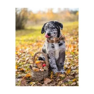 Lionet Paws Collar de perro de Halloween con corbatín_4