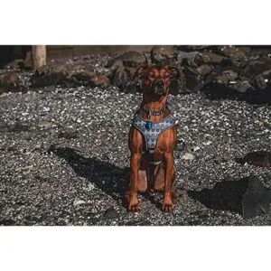 Luz para collar de perro luz impermeable luz activada_3